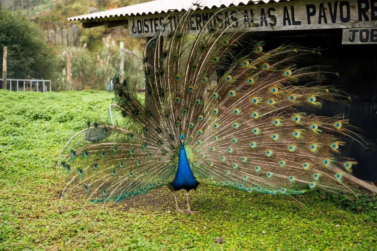Pavo Real